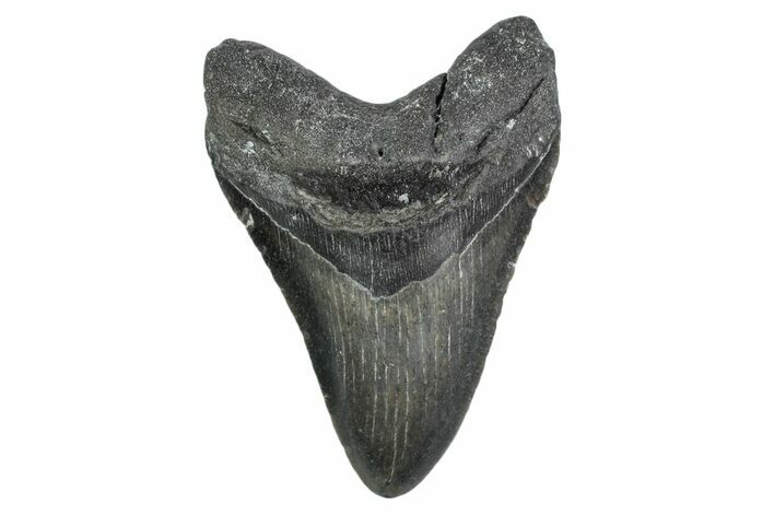 Serrated, Fossil Megalodon Tooth - North Carolina #381370